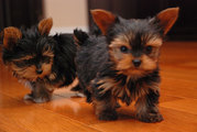 Male and Female Teacup Yorkie For you ...text (505) 966-8777
